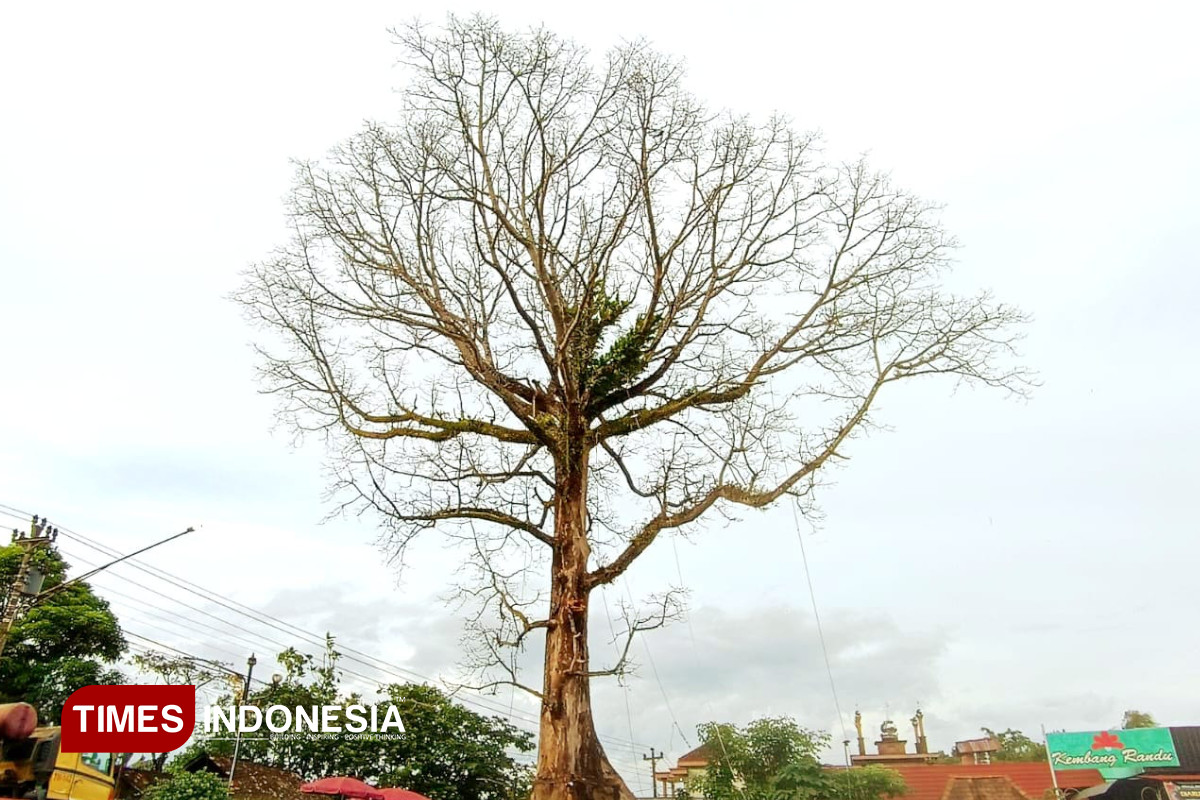 Randu Alas Tuksongo Ditebang, Begini Misteri dan Faktanya