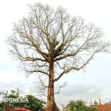 Randu Alas Tuksongo Ditebang, Begini Misteri dan Faktanya