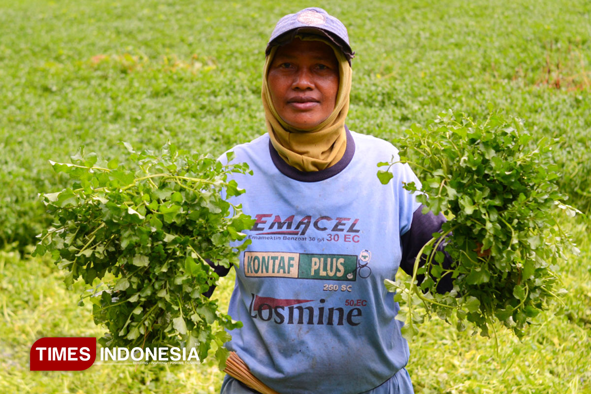 Dari Buruh Panen Jadi Pemilik Lahan, Ibu Suminah Raup Cuan dari Budidaya Selada Air di Malang