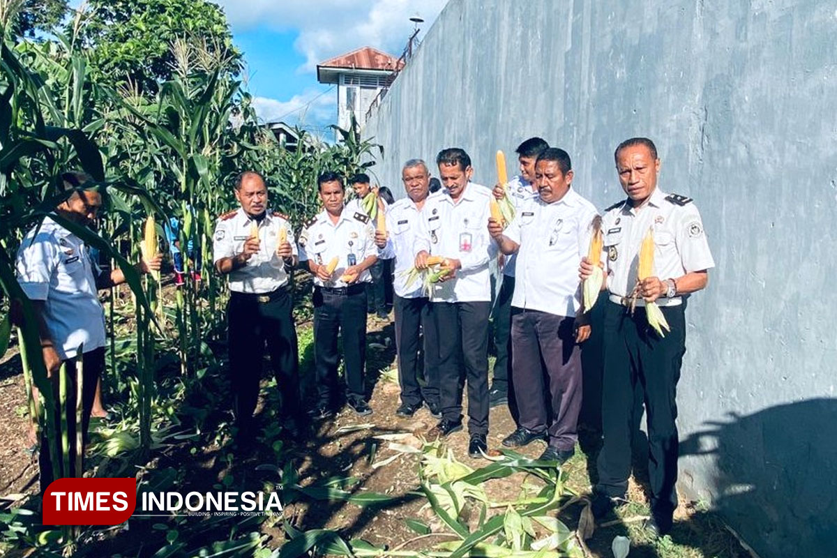 Panen Jagung Hibrida, Lapas Waingapu Konsisten Wujudkan Kemandirian Pangan