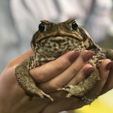 Australia Impor 2.400 Katak demi Sawah, Kini Jadi Bencana Ekologi