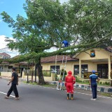 Kantor Polsek Genteng Banyuwangi Nyaris Tertimpa Pohon Trembesi Tumbang