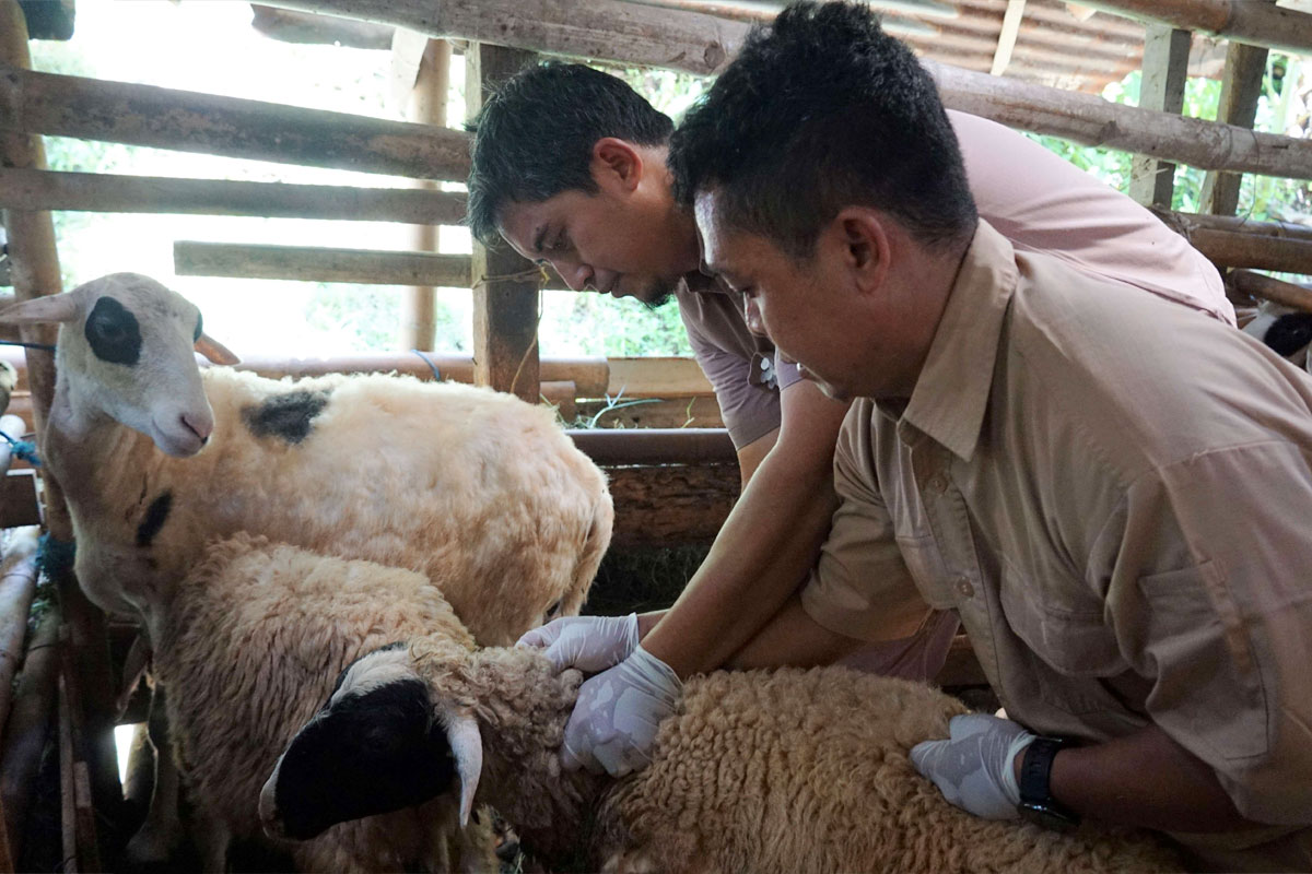 PMK Mengintai DIY, Pemkot Yogyakarta Gercep Vaksinasi Ternak demi Lindungi Sapi dan Domba