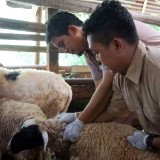 PMK Mengintai DIY, Pemkot Yogyakarta Gercep Vaksinasi Ternak demi Lindungi Sapi dan Domba