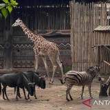 Izin Dicabut, Yayasan Margasatwa Tamansari Mundur dari Bandung Zoo