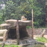 Bandung Zoo Diselamatkan, Pemerintah Pusat dan Daerah Berbagi Peran