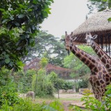 Suasana Kebun Binatang Bandung Kondusif, Satwa Terpantau Aktif