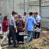 Leptospirosis Mengganas di Kota Jogja Sepanjang 2025, Dinkes Buka Fakta Bahaya Flu Tikus