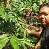 Barista Blitar Bawa Robusta Lokal Berjaya di Indonesia Green Coffee Competition 2026