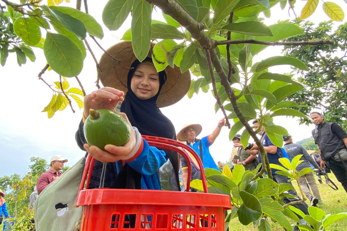 Alpukat Situbondo Jadi Pintu Masuk Diplomasi Ekonomi dengan Brunei Darussalam