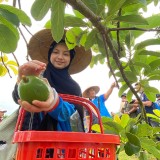 Alpukat Situbondo Jadi Pintu Masuk Diplomasi Ekonomi dengan Brunei Darussalam