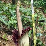 Setelah 12 Tahun Menunggu, Bunga Bangkai Raksasa Mekar di Kebun Raya Bogor