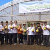 Investasi Rp270 Juta dari Dana Desa, BUM Desa Bakung Sukses Panen Melon di Green House