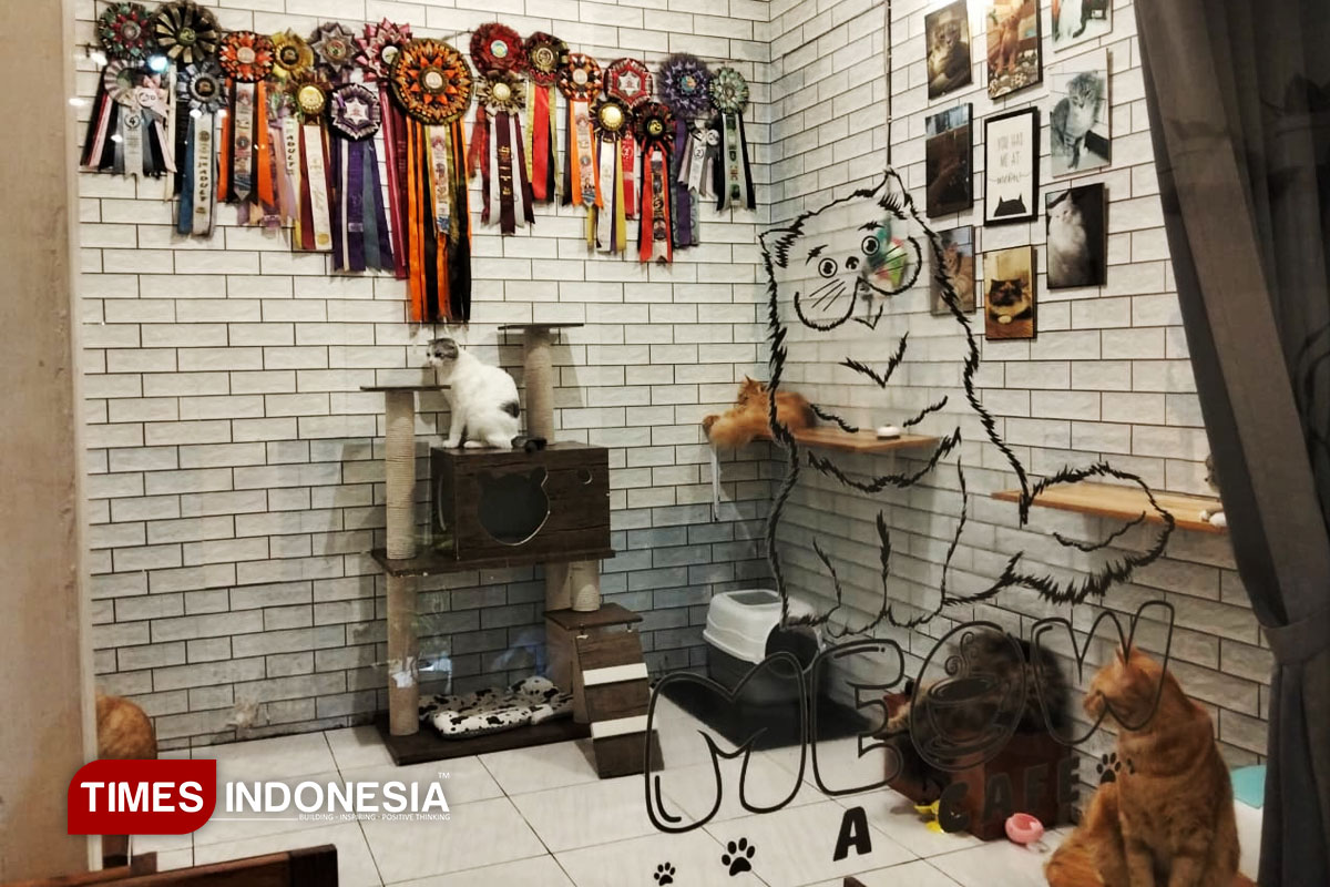 Kucing di Meow Cat Cafe Malang