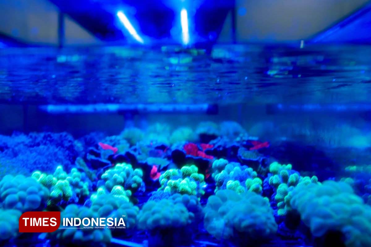 Koral Hias Budidaya Banyuwangi Jadi Primadona Tiga Benua