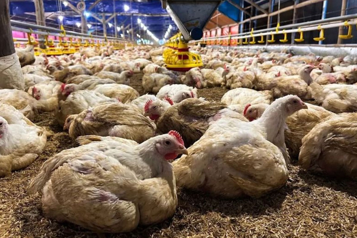 Arab Saudi Setop Impor Unggas RI, Kemendag Tegaskan Bukan Soal Halal