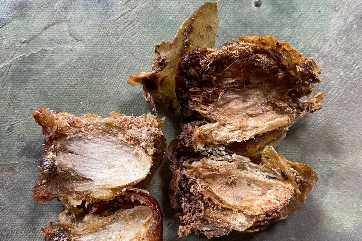 Kurma Berisi Belatung Ditemukan dalam Menu MBG di Banyuwangi